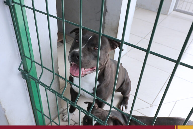 Cerca para cachorro: você sabe qual é a altura ideal?