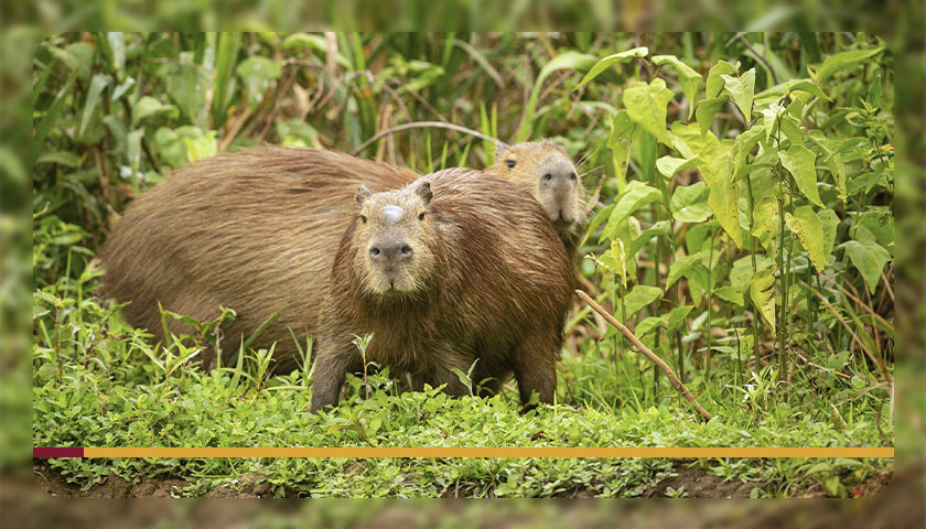 Invasão de capivaras nas plantações: confira 4 dicas para resolver esse problema!