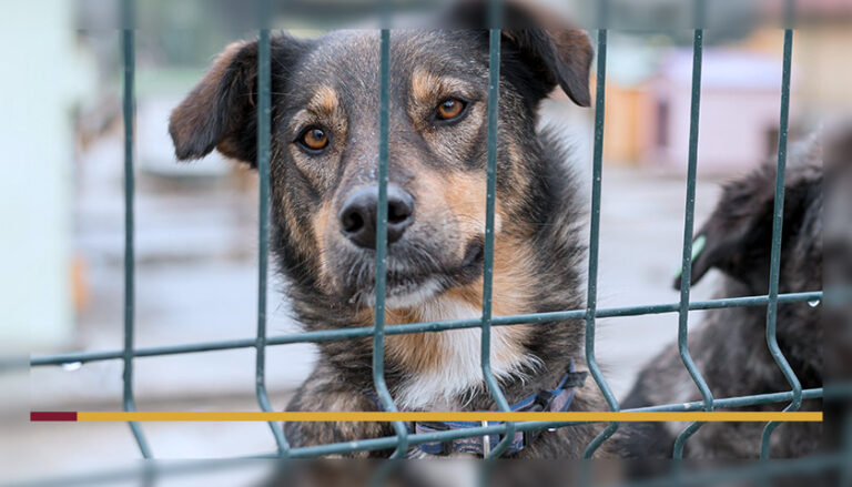 Cerca móvel para cachorro
