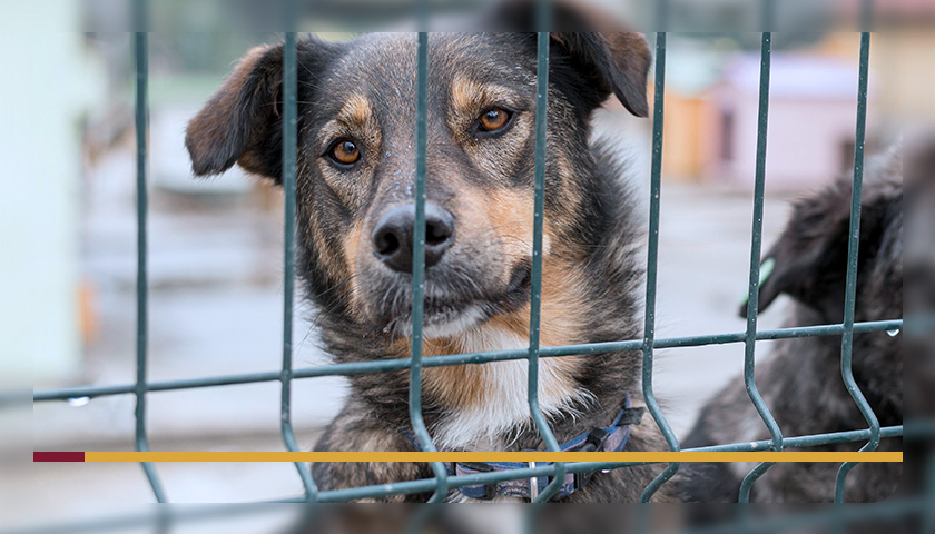 Cerca móvel para cachorro