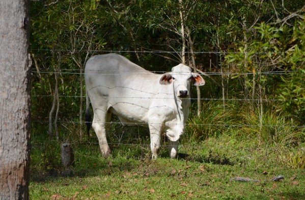 Demarcação de Propriedade Rural