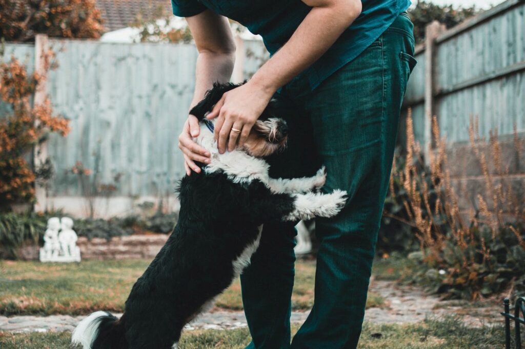 Cercado para pets