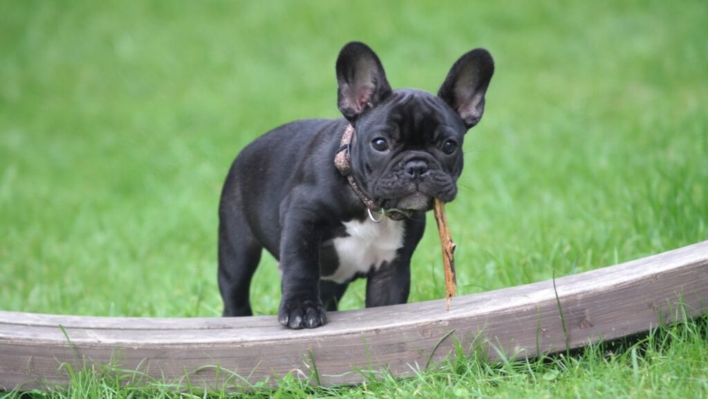 Cercado para pets