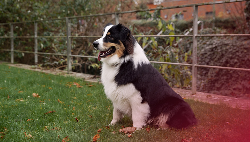 O tamanho e a quantidade de pets no local