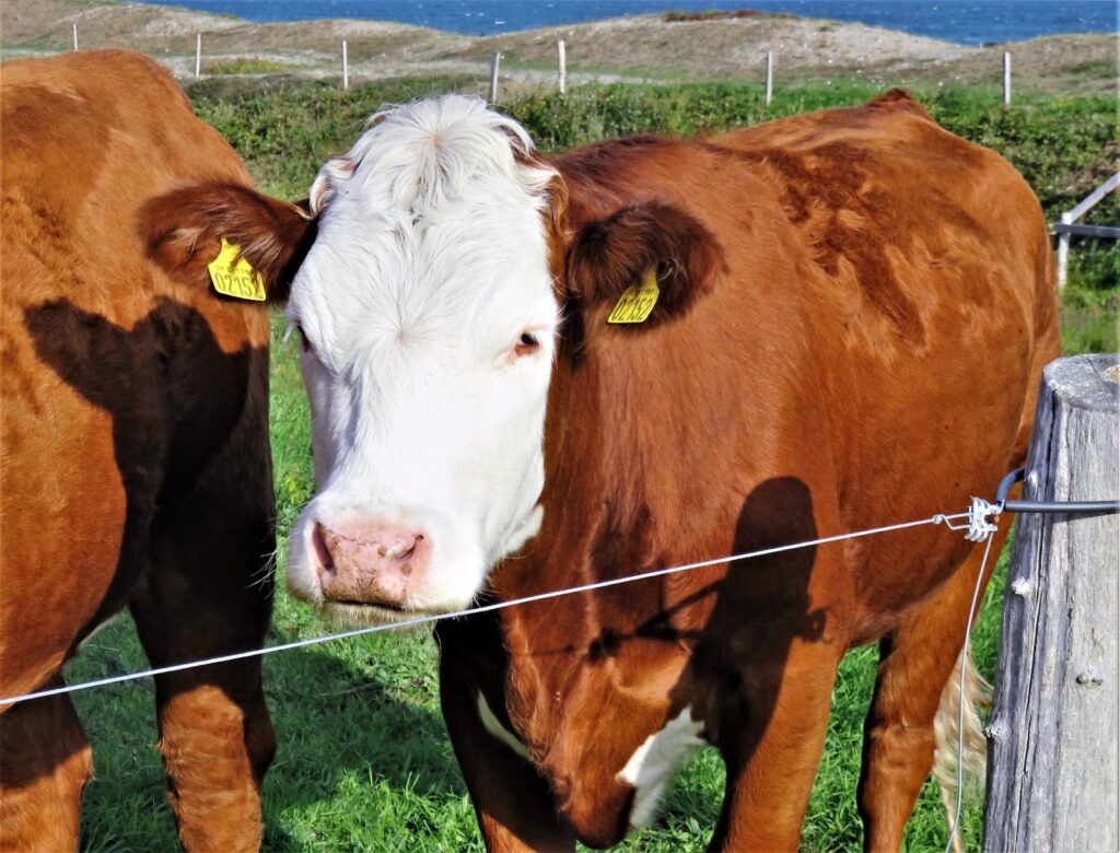 fazer cerca elétrica rural