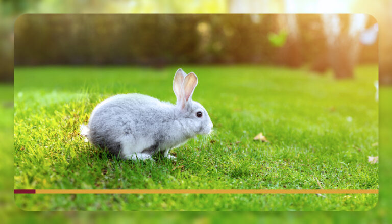 Qual o melhor cercado para coelho para ter em casa?